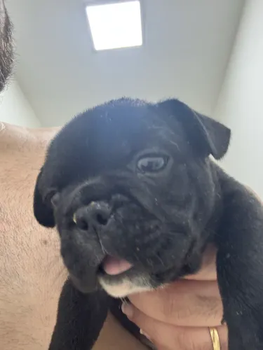 Buldogue Francês Macho (Preto)