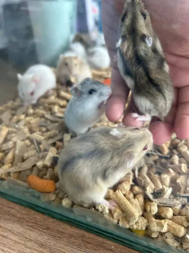 Hamster anão russo