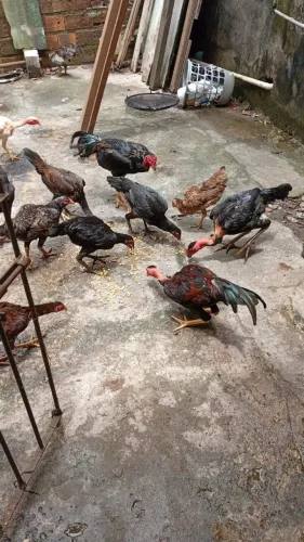 Vendo galinhas e galos valor 45 reais cada um