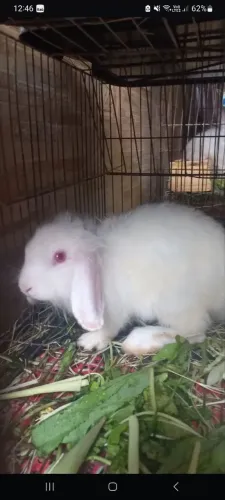 Filhotes mini loop albinos!