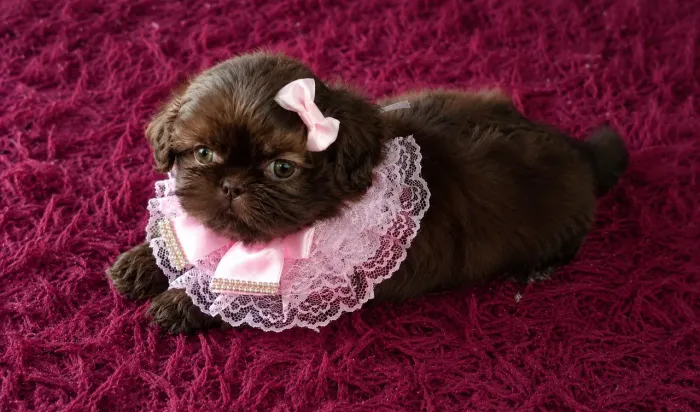 Shih Tzu chocolate sólido olhos verdes