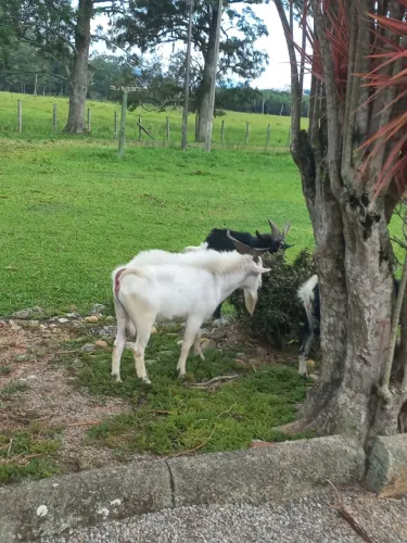 MINI CABRAS 