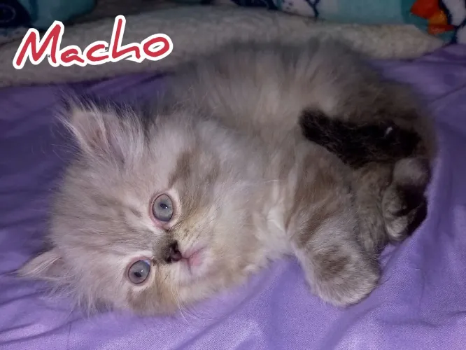 Gatinho Persa Filhote