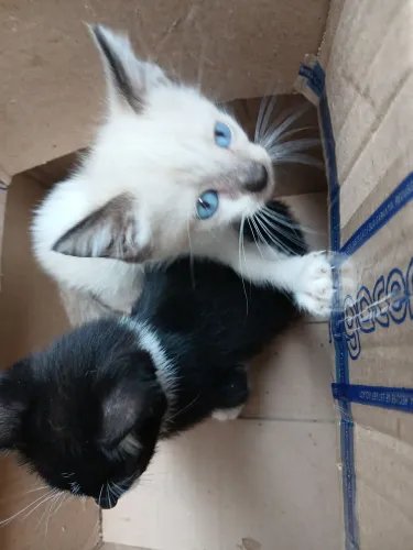 Estou doando essas gatinhas todas fêmeas. Doação responsável para quem realmente ...