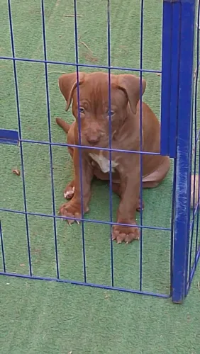 Pitmonster fêmea 2 meses com ou sem pedigree