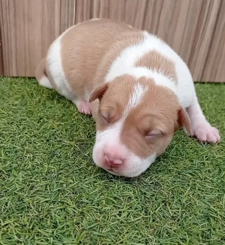  Filhote de American Pit bull Terrier ótimo temperamento  