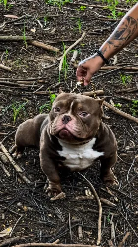American Bully Micro Cobertura