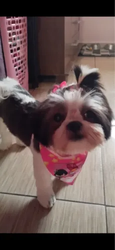 Cachorro Shitzu