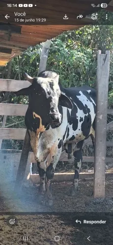 Vende-se um boi nelore pintado top