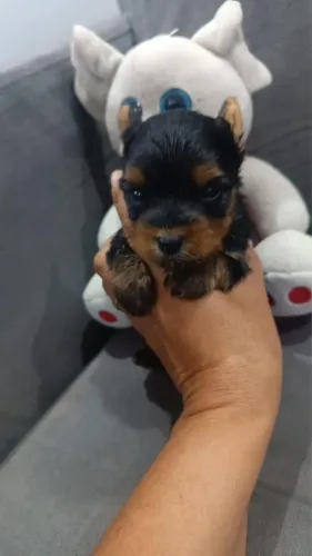 FILHOTE DE YORKSHIRE TERRIER DISPONÍVEL