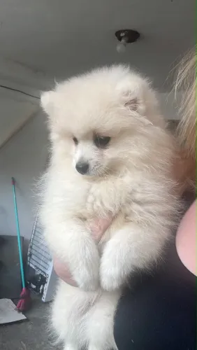 Cachorro Lulu da Pomerânia