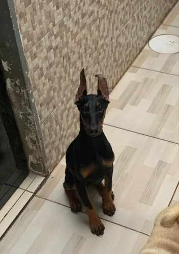Dobermann fêmea 5 meses 
