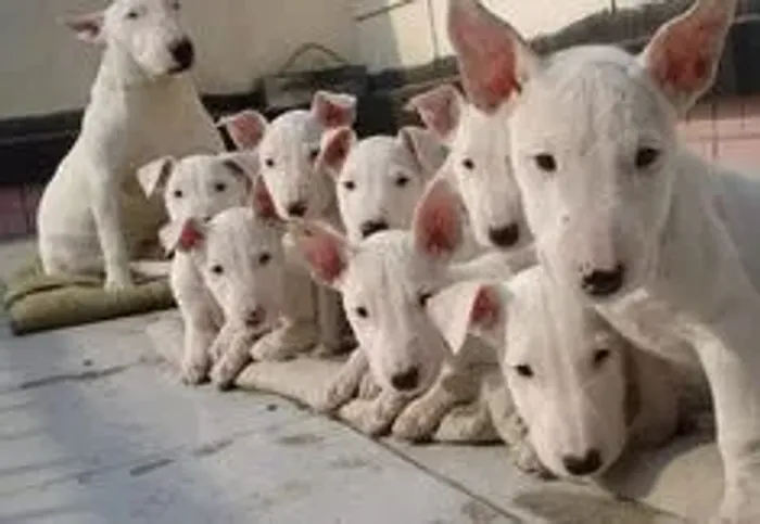 Bull terrier