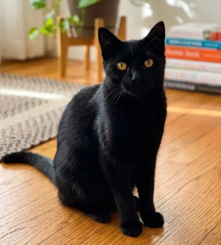 Gato macho aproximadamente 1 ano