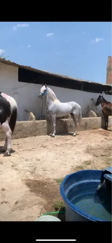 Cavalo MARCHA BATIDA  com os arreios completos 