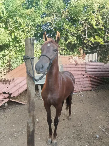 Potro mangalarga 1 ano e 7 meses