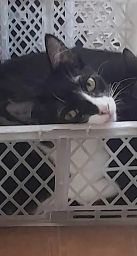 Gatinha Manhosa