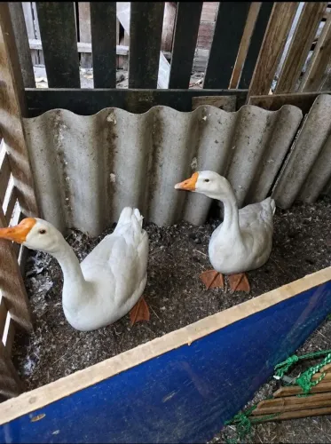 Vendo esse casal de ganso