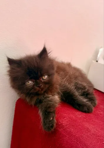 Gato persa
