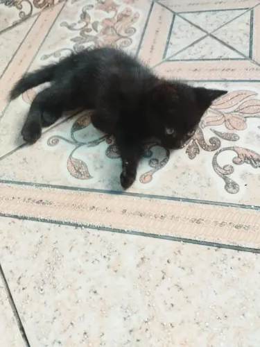 Gatinhos
