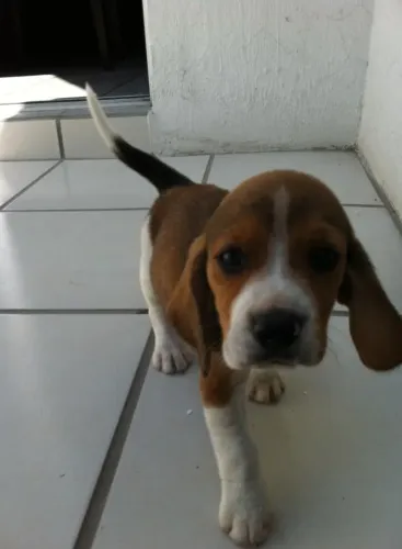 Beagle Cachorrinho que tem tudo para agradar quem procura um novo pet