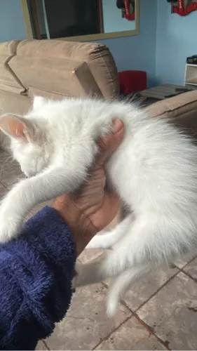Gata angora branca