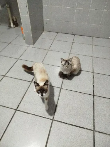 Doação casual de gatos siameses