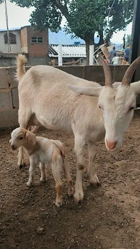 Vendo Cabras Saanen e Anglo-Nubiana 