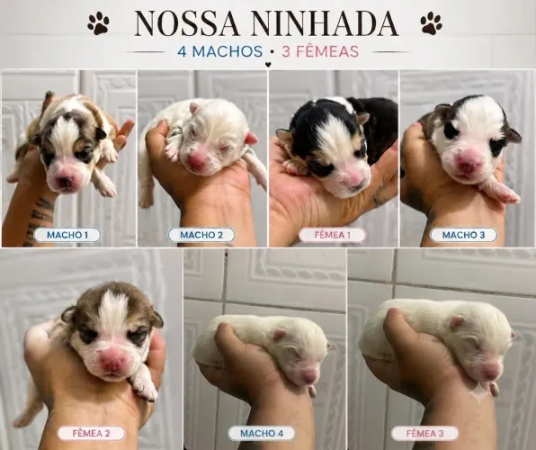 Filhotes de Husky  siberiano woolly disponíveis para reserva.
