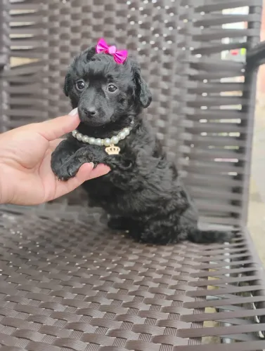 Poodles fêmea preta disponível 