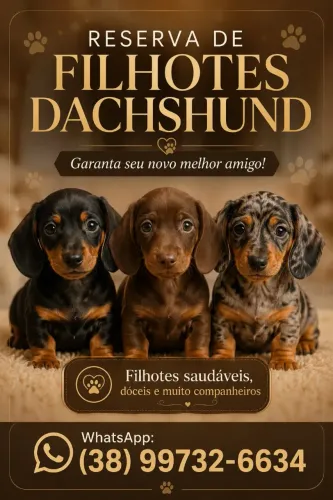 Filhotinhos Dachshund salsichinha