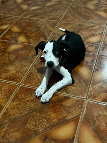 filhote de dog alemão  femea.