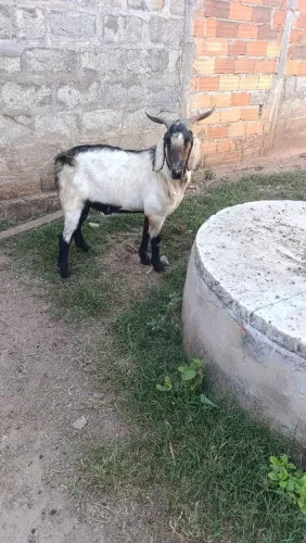 Bode cabrito 