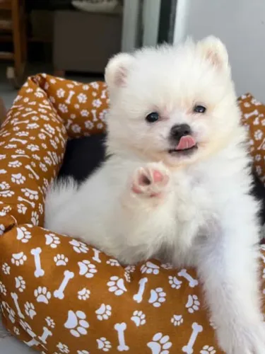 Spitz alemão anão com pedigree