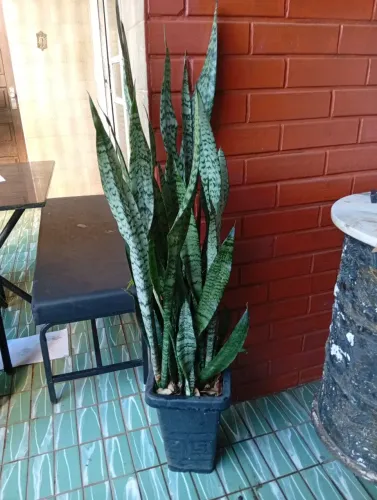 Planta