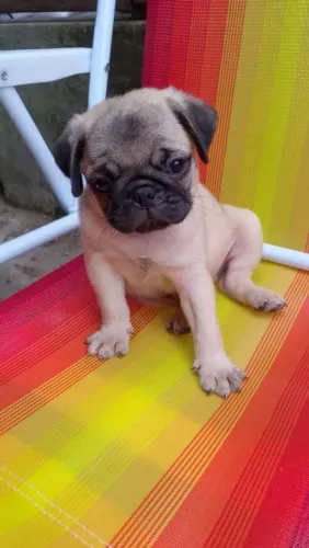 Pug disponível para reserva hoje