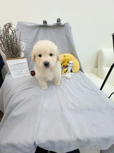 Cãozinho golden retriever dócil e saudável pronto para entrega