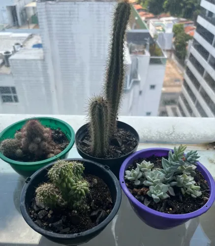 Kit Cactos/Suculenta(4 Itens)