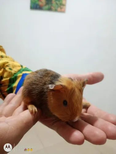 Porquinhos da índia