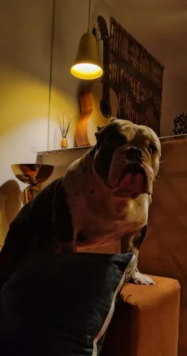 American Bully exotico