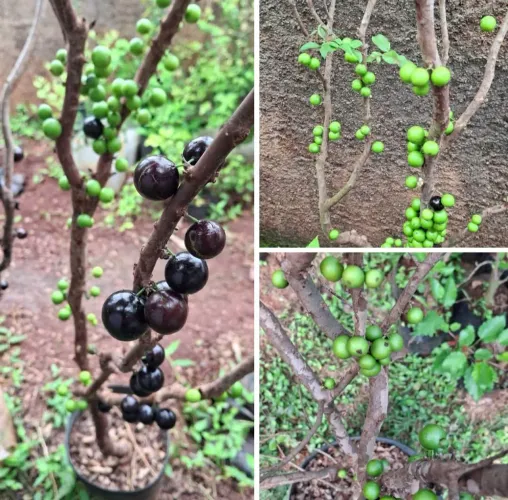 Jabuticabeira sabará produzindo