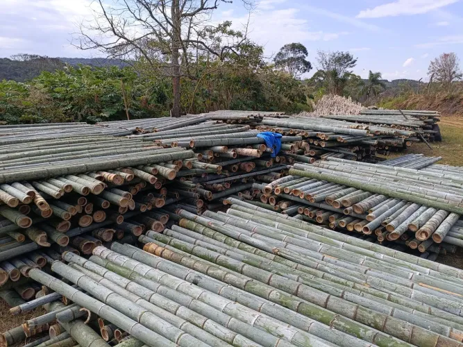 Vende-palanque .(Bambu chinês)