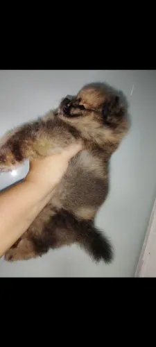 Lulu da Pomerânia