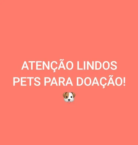 PETS PARA DOAÇÃO