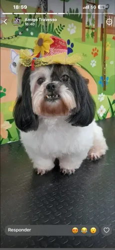 Shih tzu fêmea