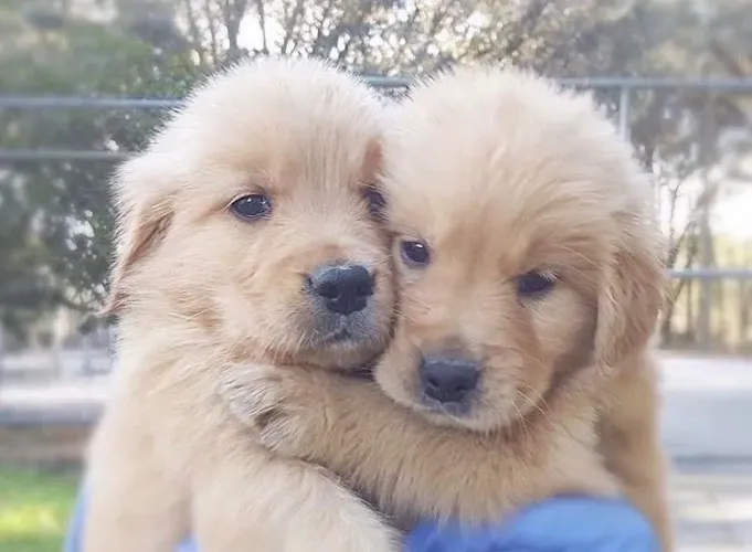 Goldens lindos e inteligentes