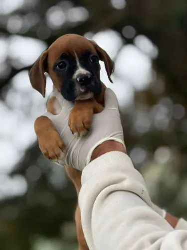Boxer - Filhote atencioso.