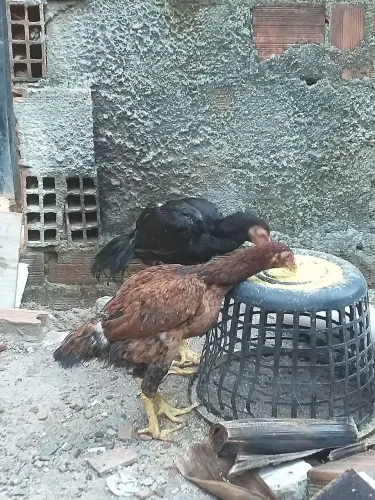 Indio gigante Crista bola 