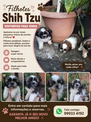 Filhotes shiatsu disponíveis para venda