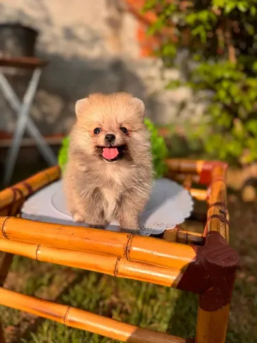 Spitz alemão Lulu da Pomerânia